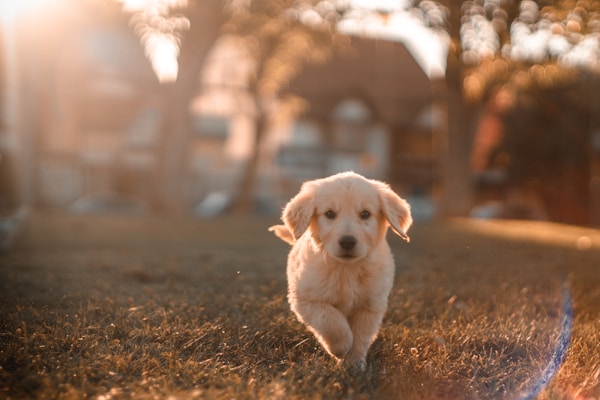 Consultas Gerais para Cães e Gatos: Quando e Por Que Levar seu Pet ao Veterinário