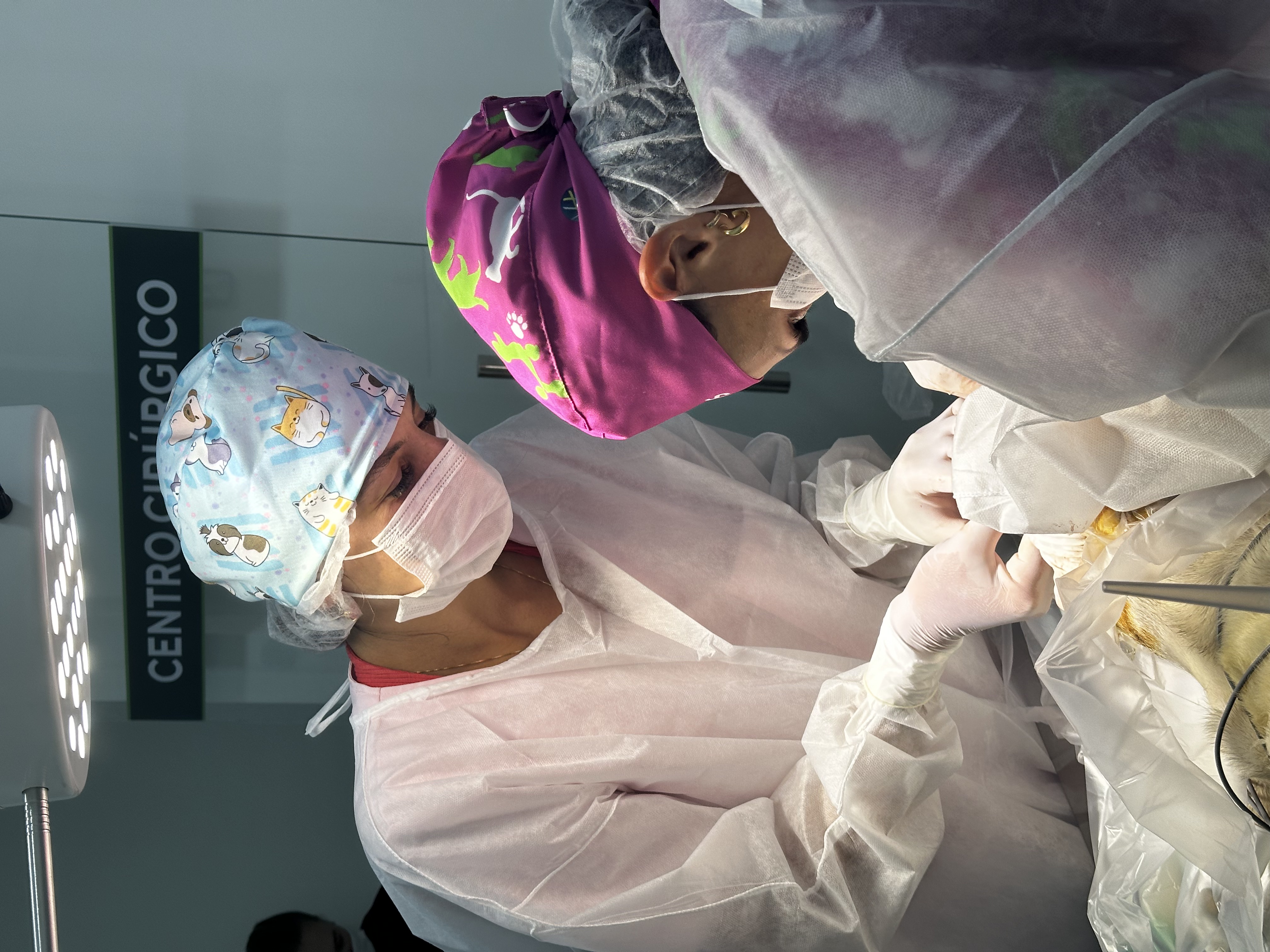 Centro Cirúrgico da Vetbichos - Veterinárias realizando cirurgia com equipamentos modernos em Itapema-SC